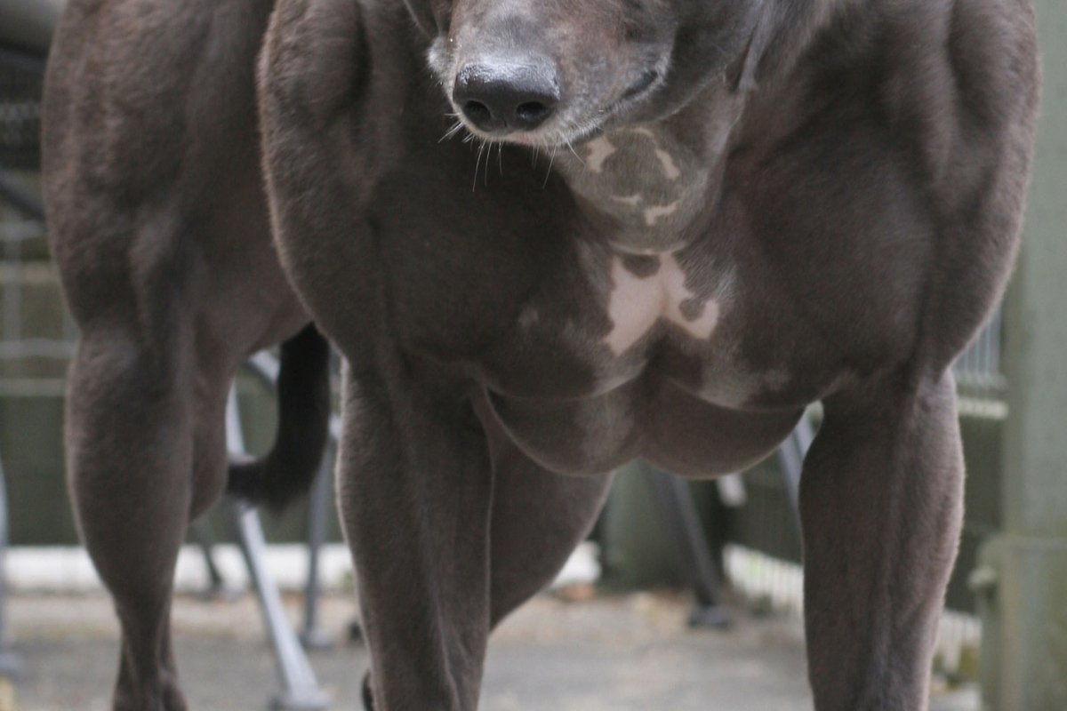 Собаки с мощным торсом