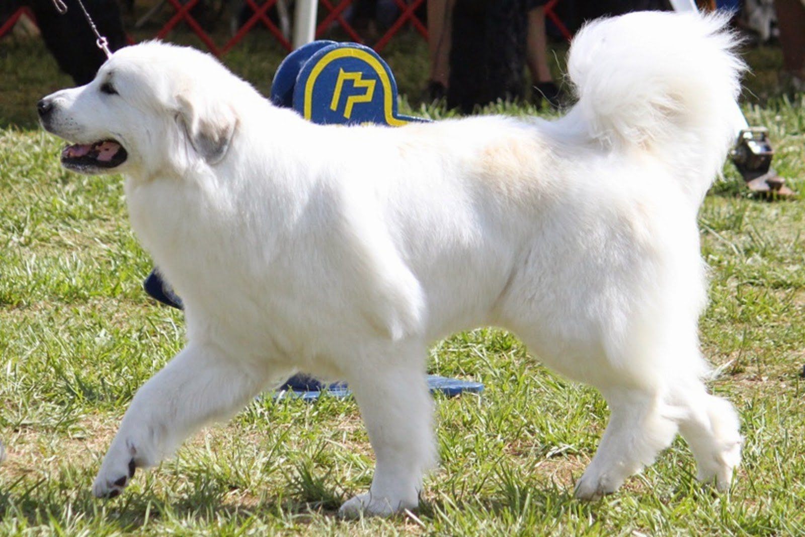 Крупная белая порода собак. Пиренейский зенненхунд. Пиренейская Горная овчарка. Пиренейский зенненхунд белый. Пиренейский мастиф белый.