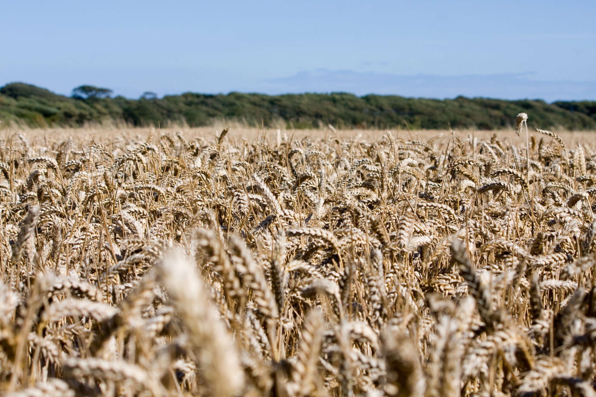 Пшеничные культуры. Поле пшеницы. Зерновые поля. Зерновые культуры поле. Поле с культурами.