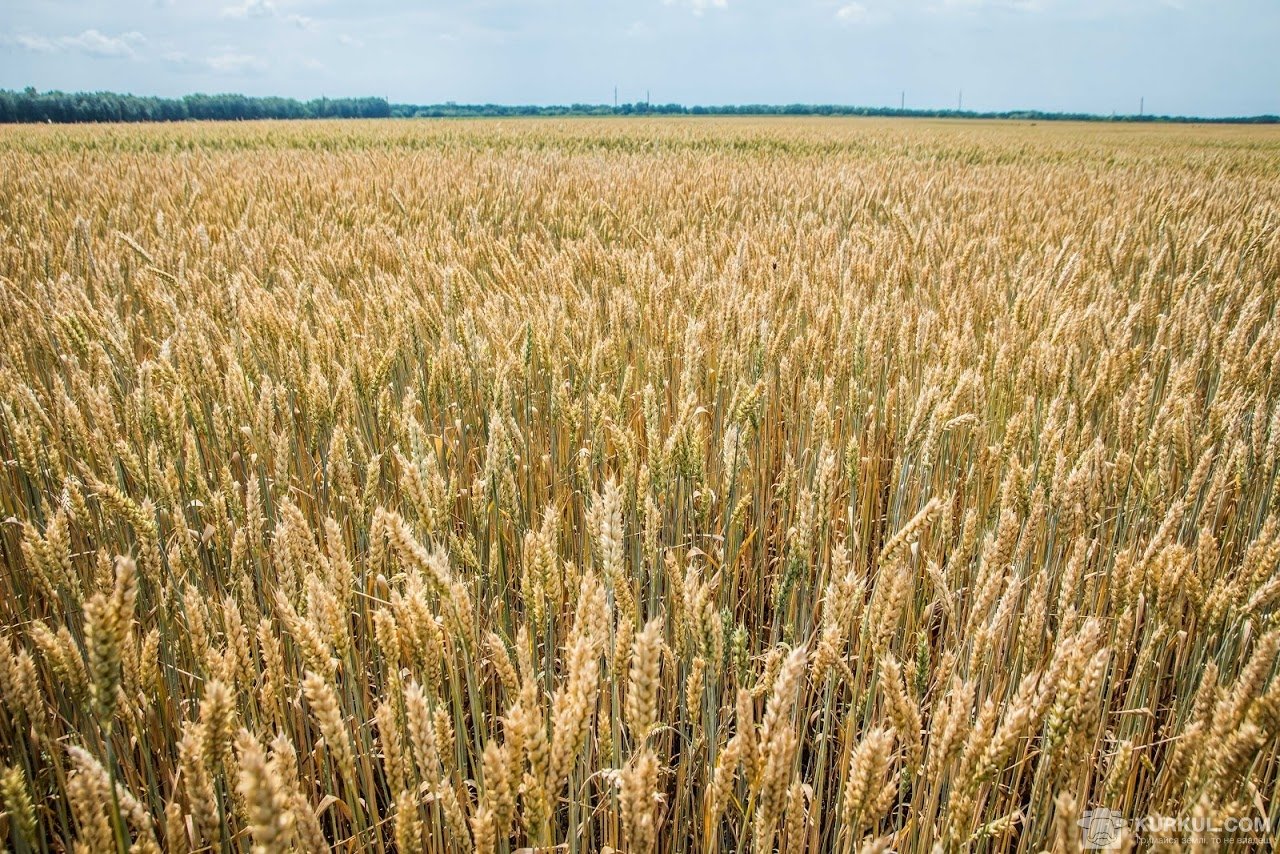 Пшеничная площадь. Выращивание зерновых. Урожай пшеницы. Картинки зерновых культур. Возделывание зерновых культур.