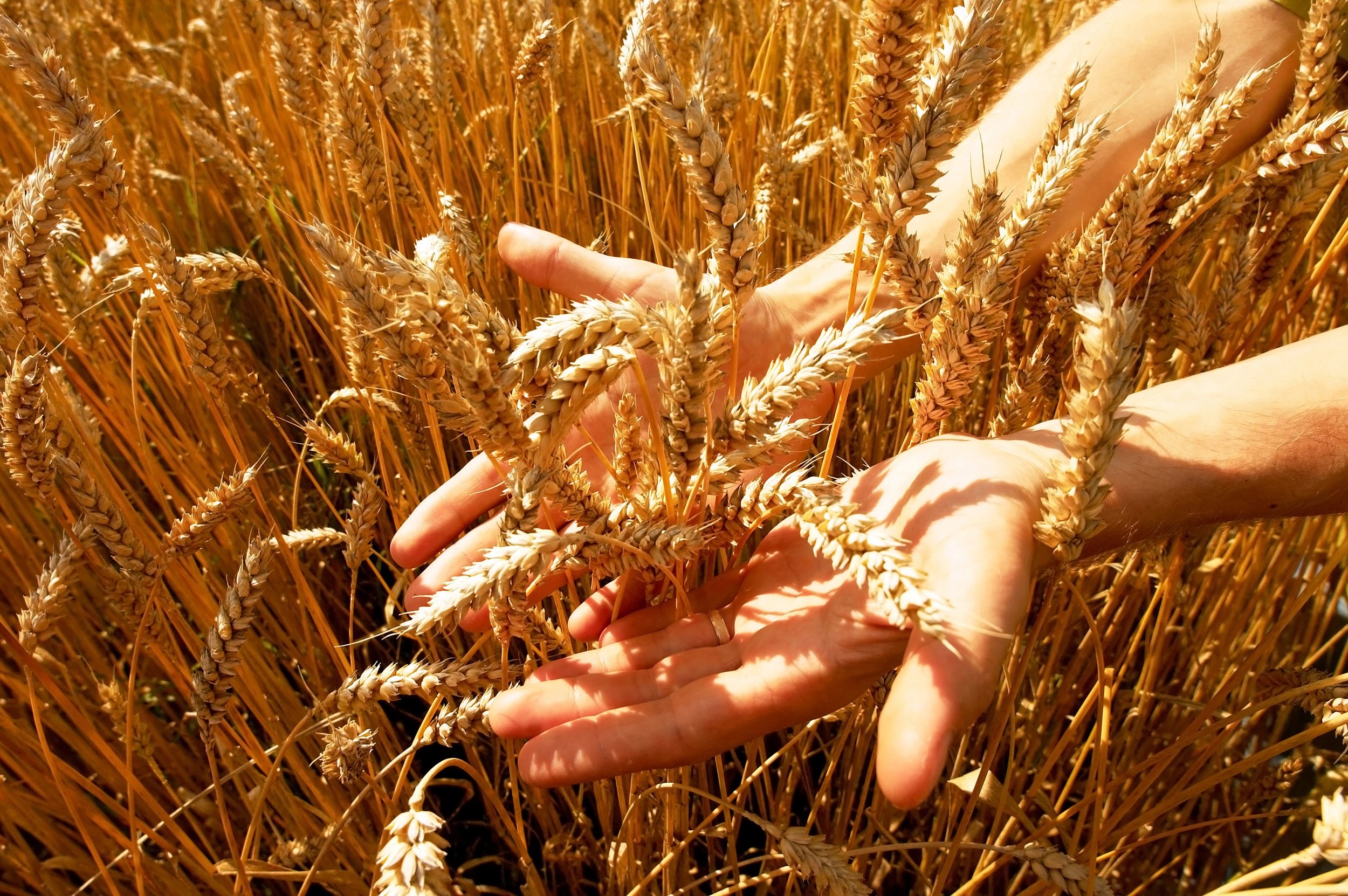 Пшеничные культуры