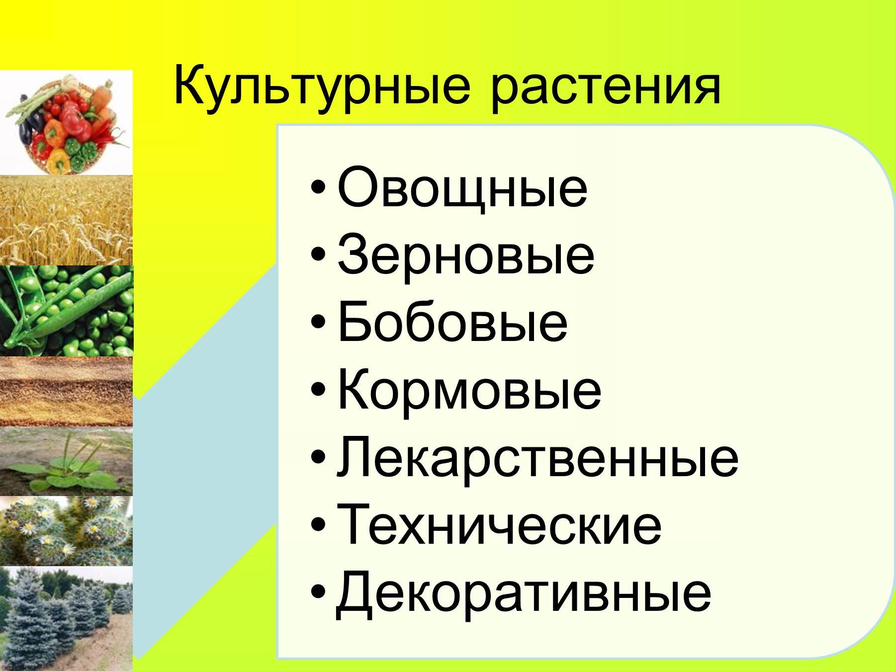 Культурные растения которые выращивает человек