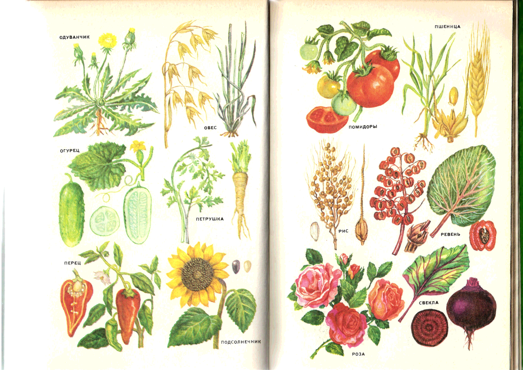Лекарственные культурные растения. Пищевые культурные растения. Растения рисунок. Культурные растения картинки с названиями. Культурные растения нарисовать