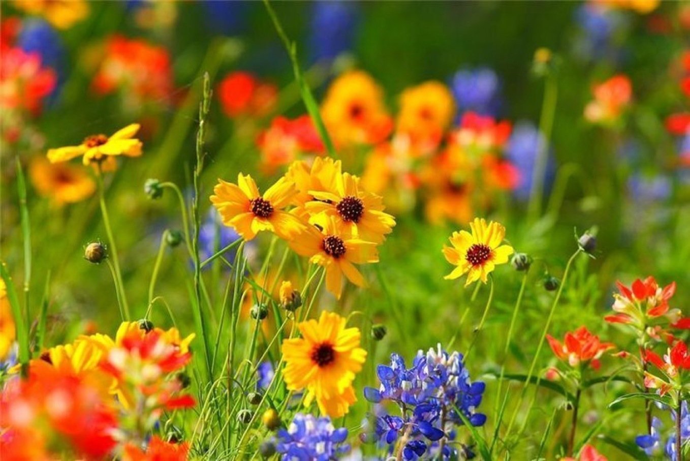 Солнечный день был ярок и красочный. Яркие цветы. Лето. Яркие полевые цветы. Летние цветы.