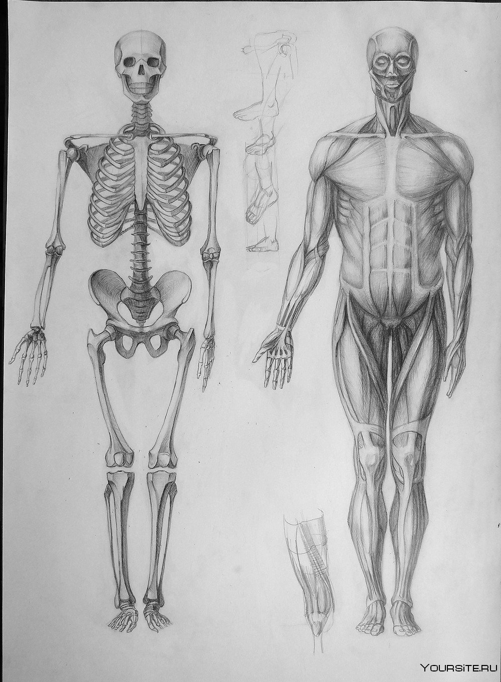 Анатомия тела в картинках, анатомические рисунки художников » Страница 3