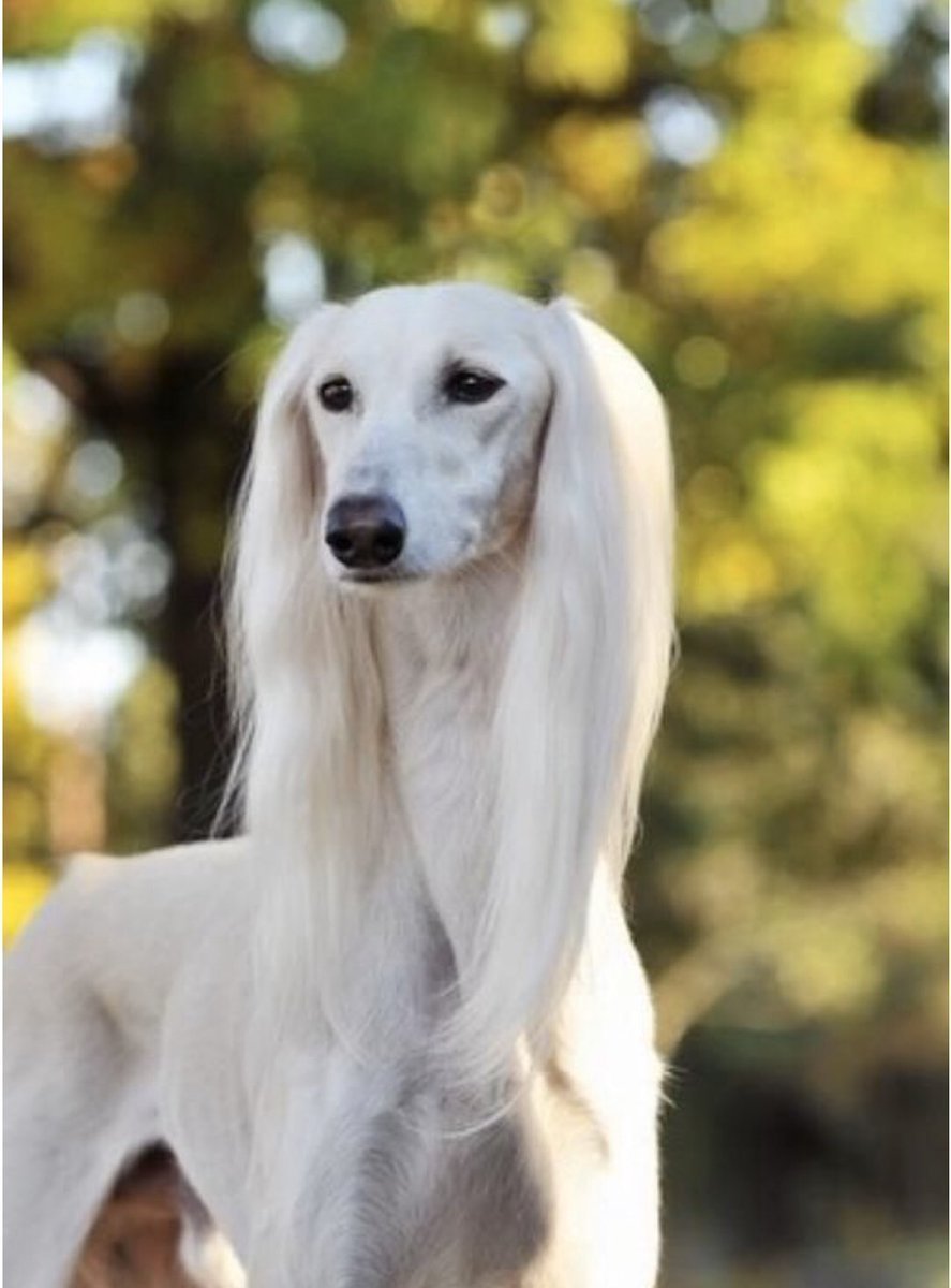 Белая собака с длинными ушами - 69 фото