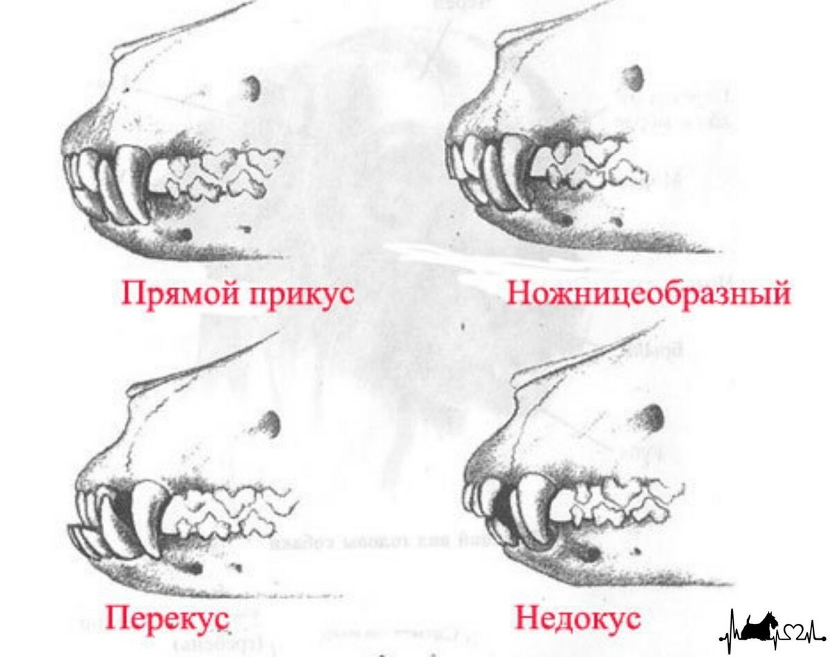 Зубы чихуахуа схема