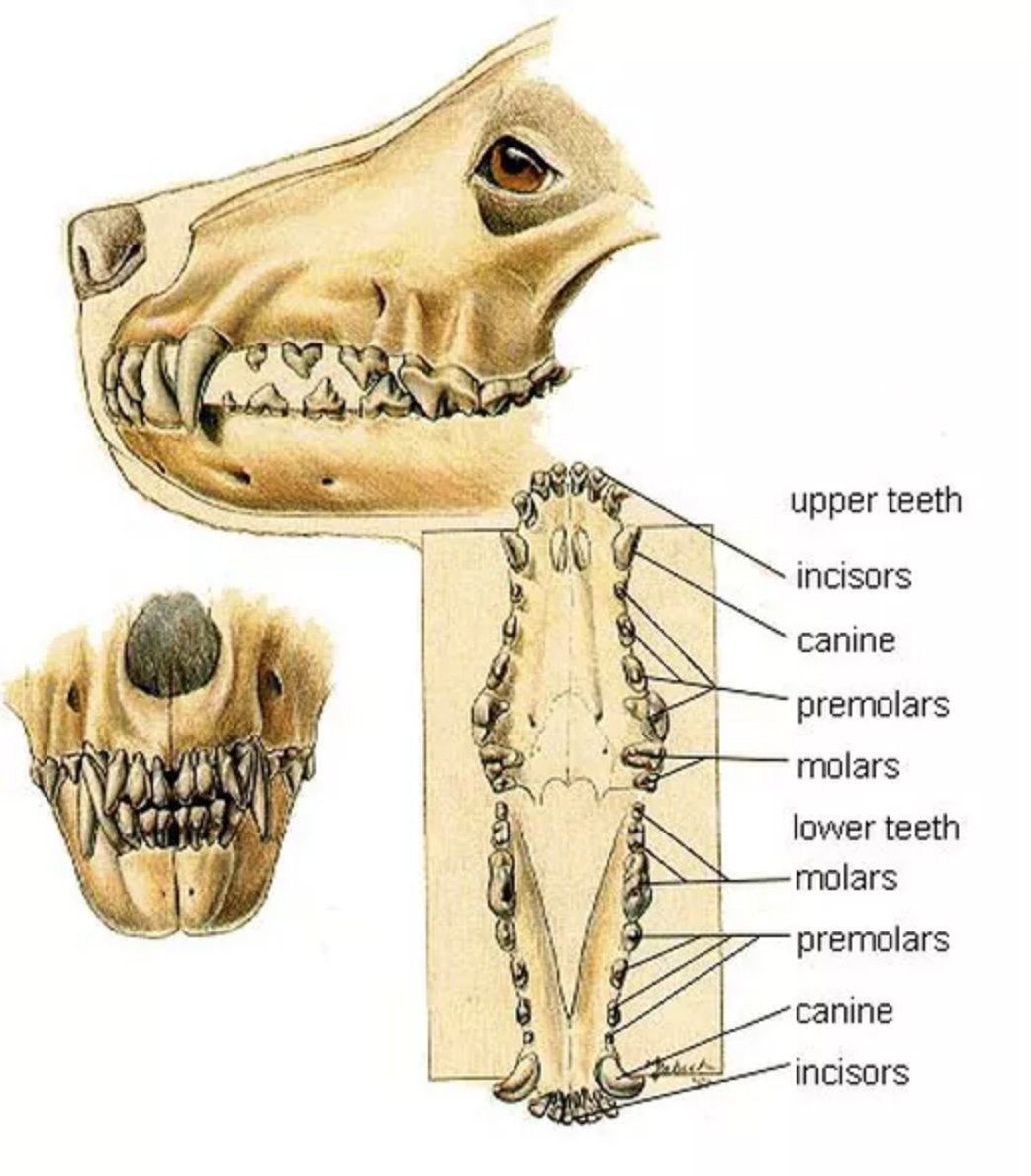 Строение зубов у кошек схема и фото