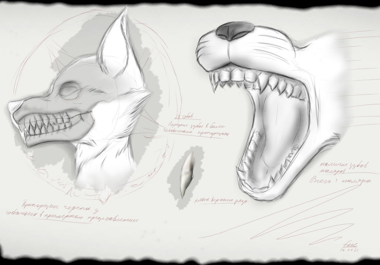челюсть собаки с зубами рисунок