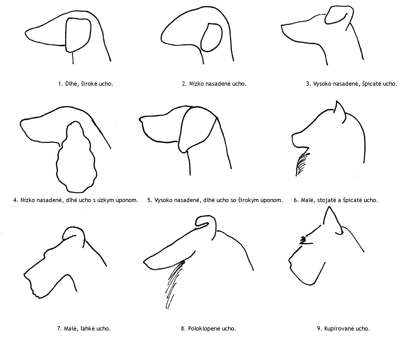 Форма ушей у собак. Формы собачьих ушей. Полустоячие уши у собак. Формы головы у собак.