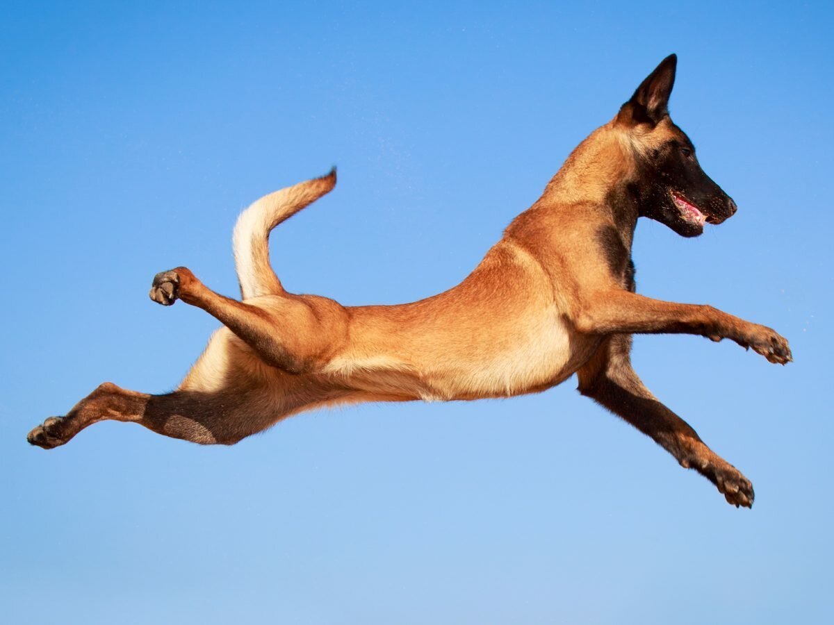 самая прыгучая порода собак