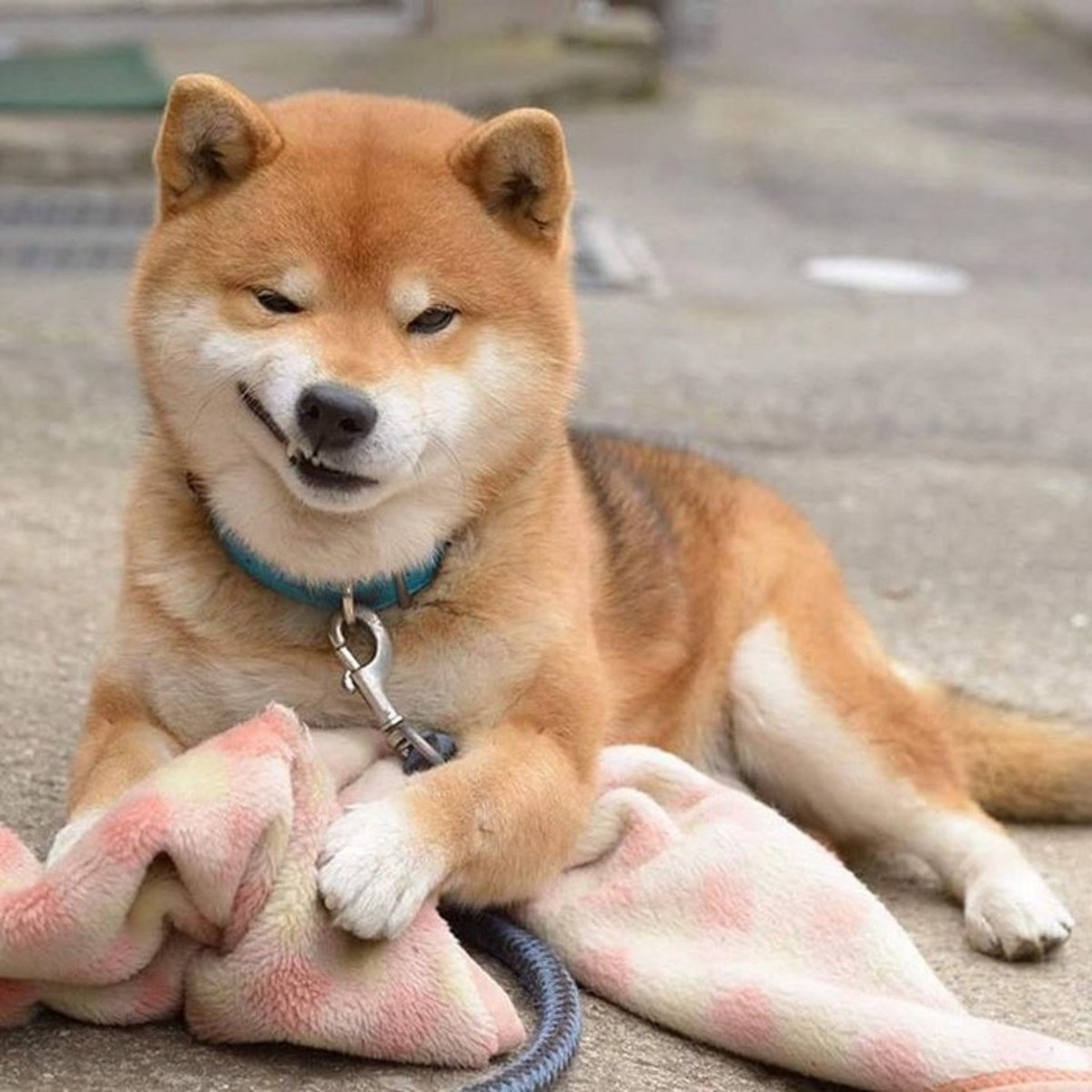 Японская порода собак шунсуке