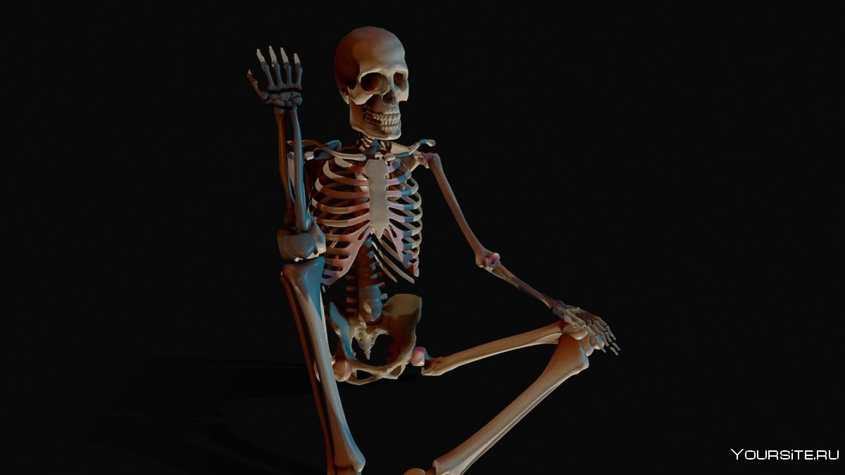 Картинка скелета человека