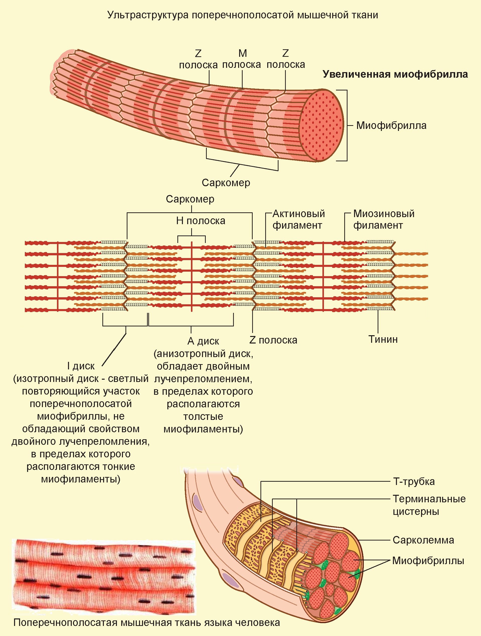 Поперечнополосатая скелетная мышечная ткань особенности строения. Скелетная мышечная ткань саркомер. Структура поперечно полосатого мышечного волокна. Ультраструктура скелетного мышечного волокна. Схема поперечно полосатого мышечного волокна.