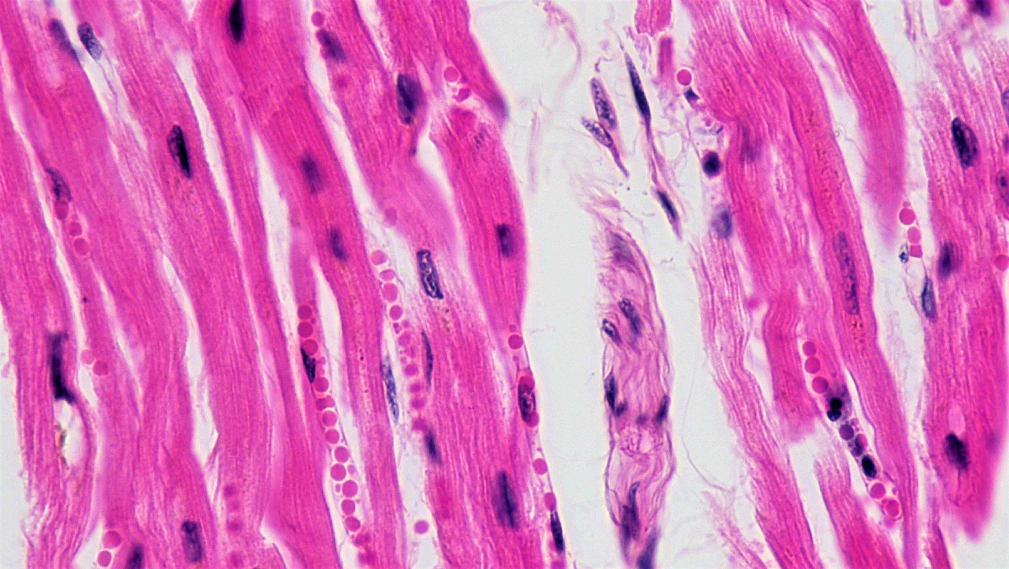 Клетки мышц животных. Striated Cardiac muscle Tissue. Мышечная ткань гистология. Кардиомиоциты микрофотография. Гладкая мышечная ткань гистология.