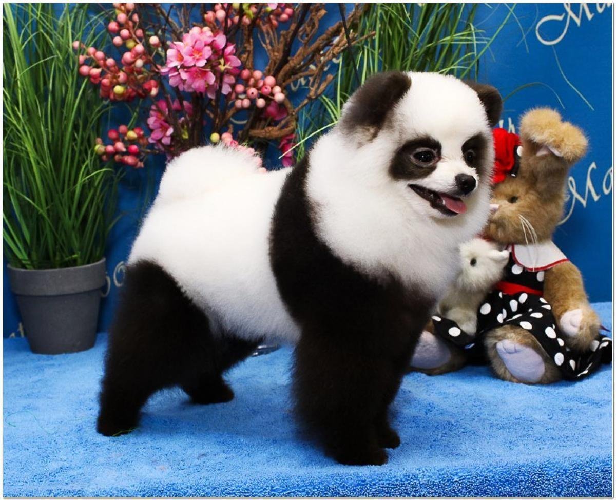 Собака порода панда