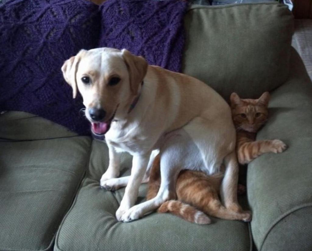 Кот сфинкс и собака лабрадор
