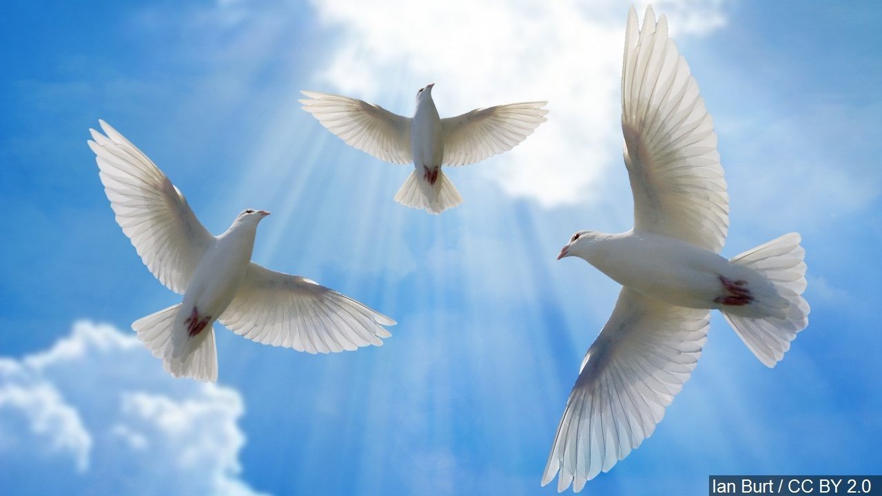 Белыми голубями летите к маме домой. Голуби в небе. Белый голубь. Белая птица. Голуби улетели.