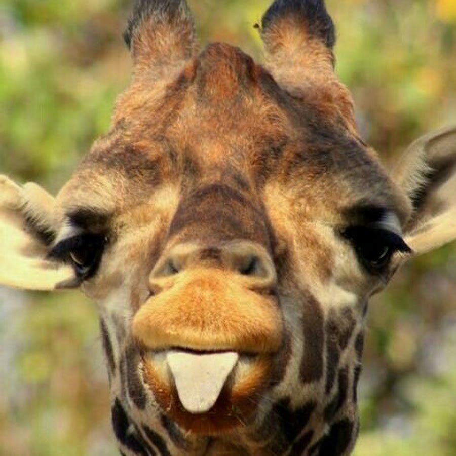 Смешные картинки жирафа