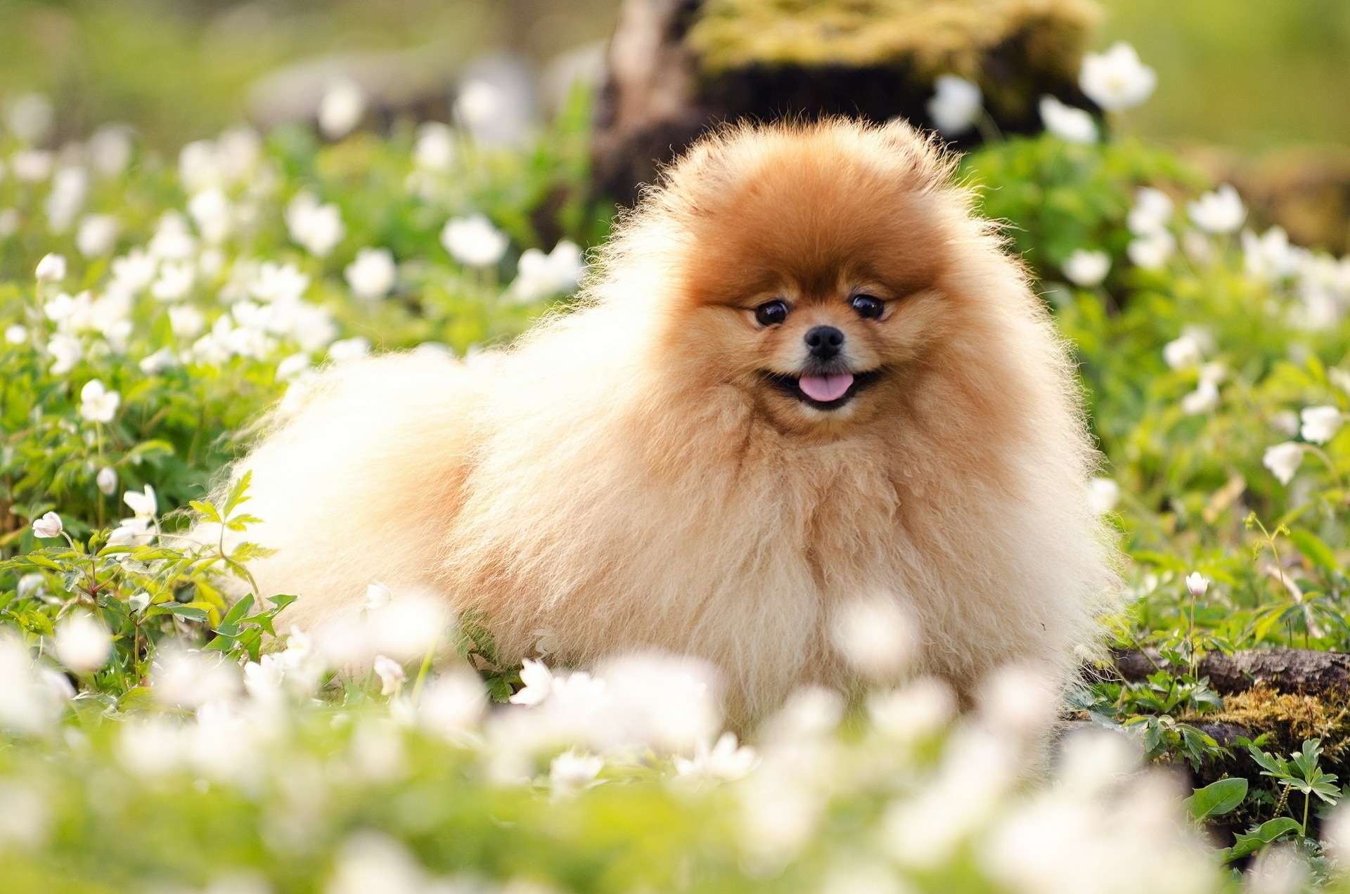 44 породы маленьких собак, которые станут идеальными компаньонами