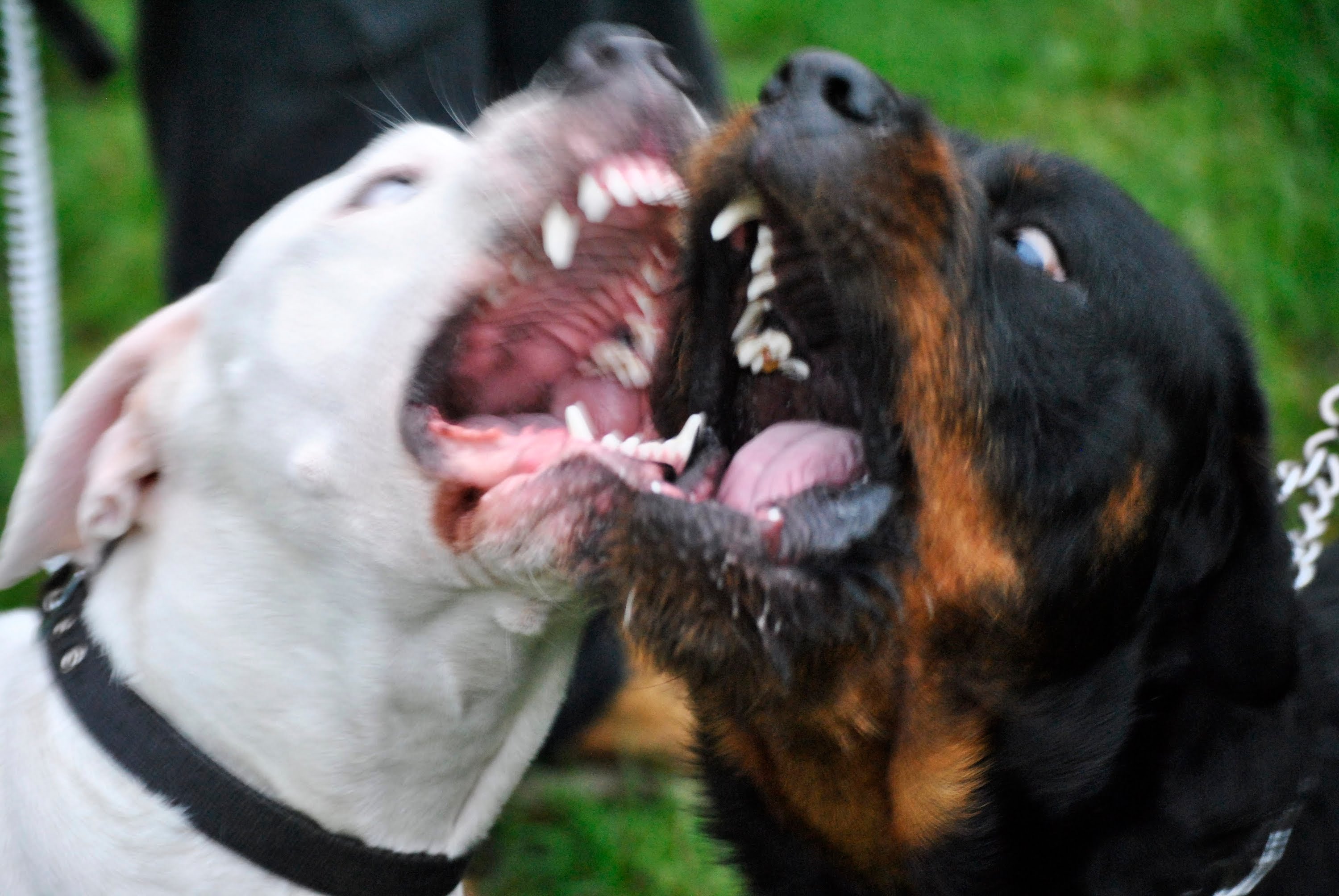 Собаки против людей. Бойцовские собаки ротвейлер.