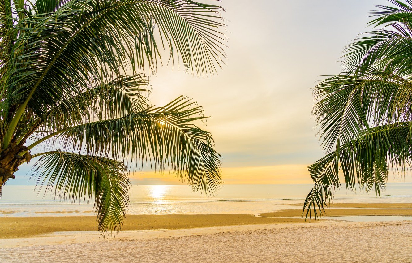 берег моря пальмы