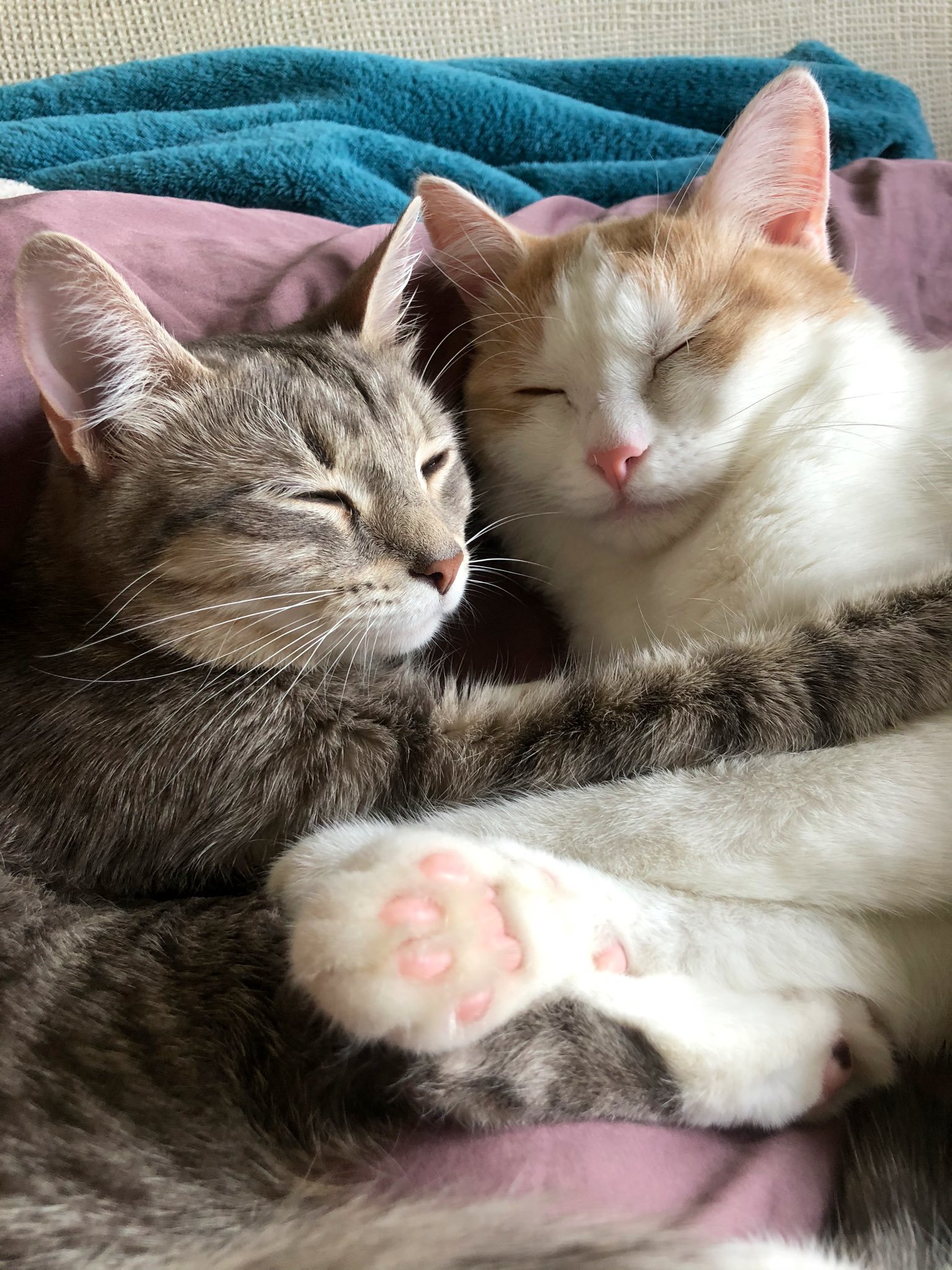 Кошки спят вместе. Кошки обнимашки. Спящие котята. Коты обнимаются. Кошки спят в обнимку.