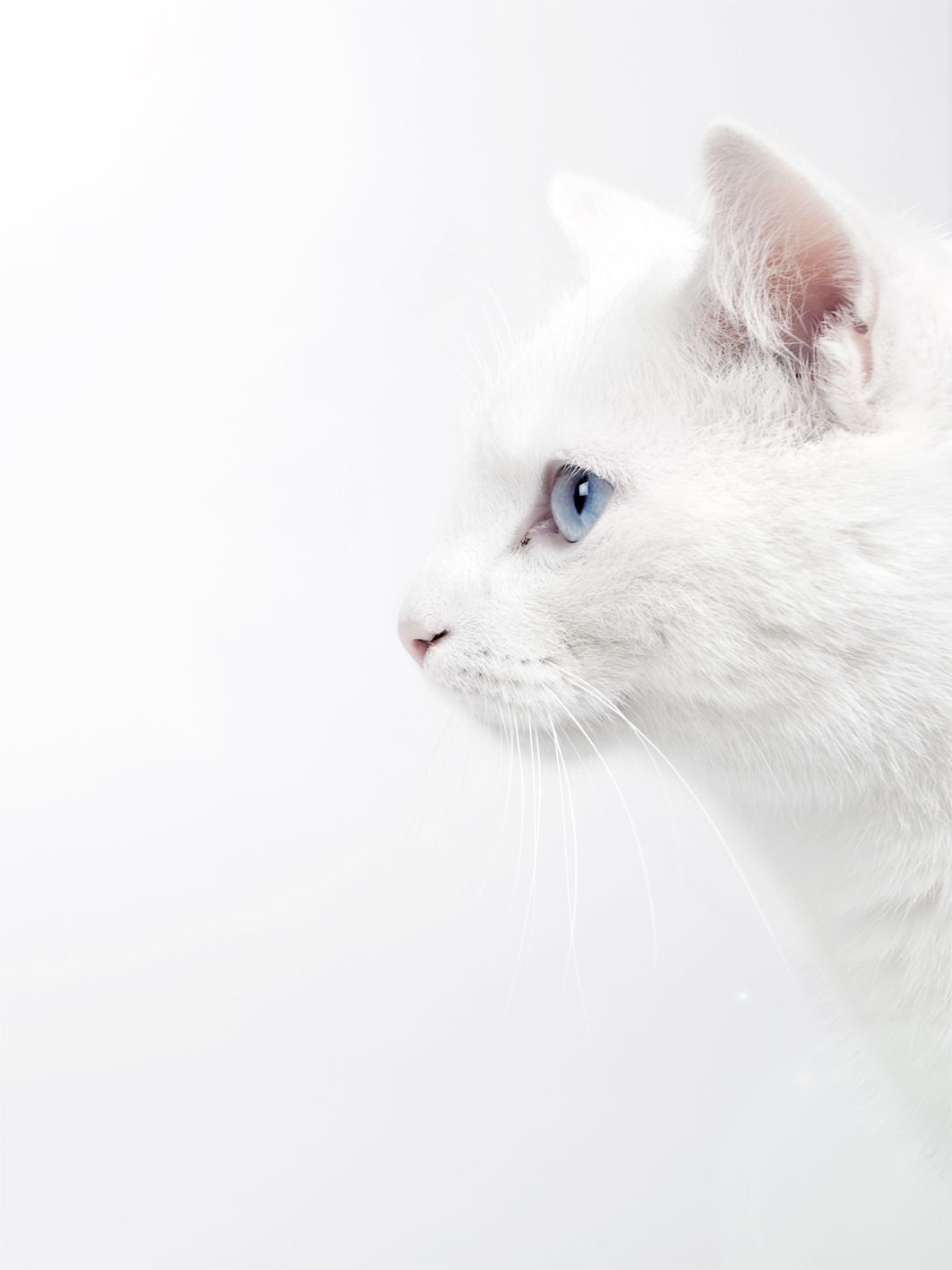 Картинки белых кошек