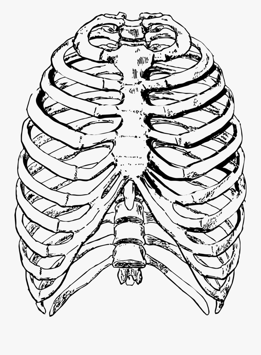 Грудная клетка с ребрами и грудиной. Ребра и Грудина анатомия. Скелет грудной клетки Грудина. Скелет грудной клетки человека анатомия.