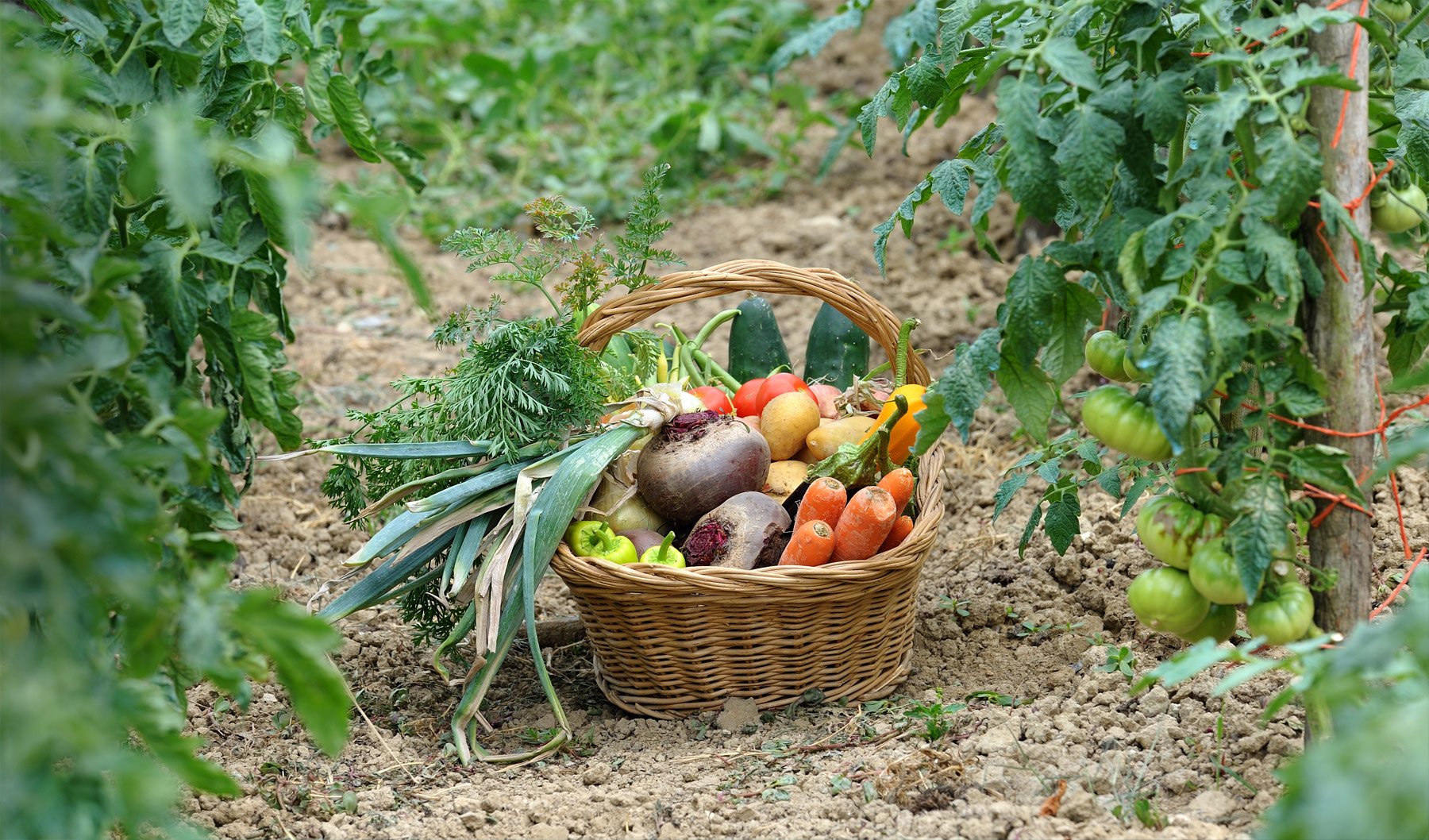 Сбор урожая осенью. Овощи на огороде. Урожай на грядке. Огород урожай. Овощи и фрукты с огорода.
