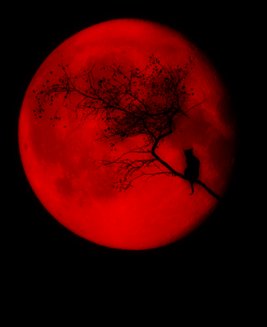 Кровавая луна отзывы. Клан кровавой Луны. Красная Луна. Кровавое полнолуние.