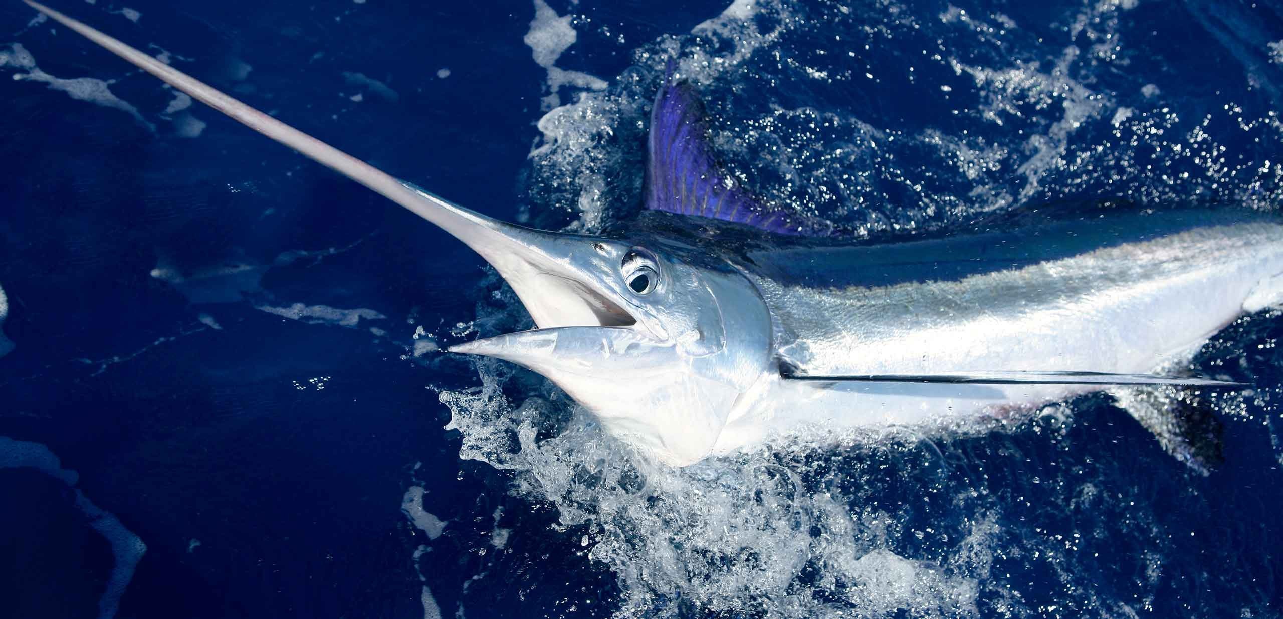 Рыба меч детям. Xiphias Gladius меч-рыба. Индо-Тихоокеанский голубой Марлин. Марлин рыба. Голубой Марлин рыба.