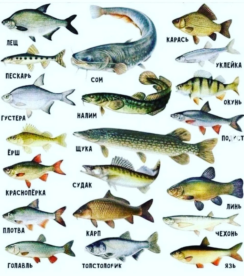 Виды рыб картинки