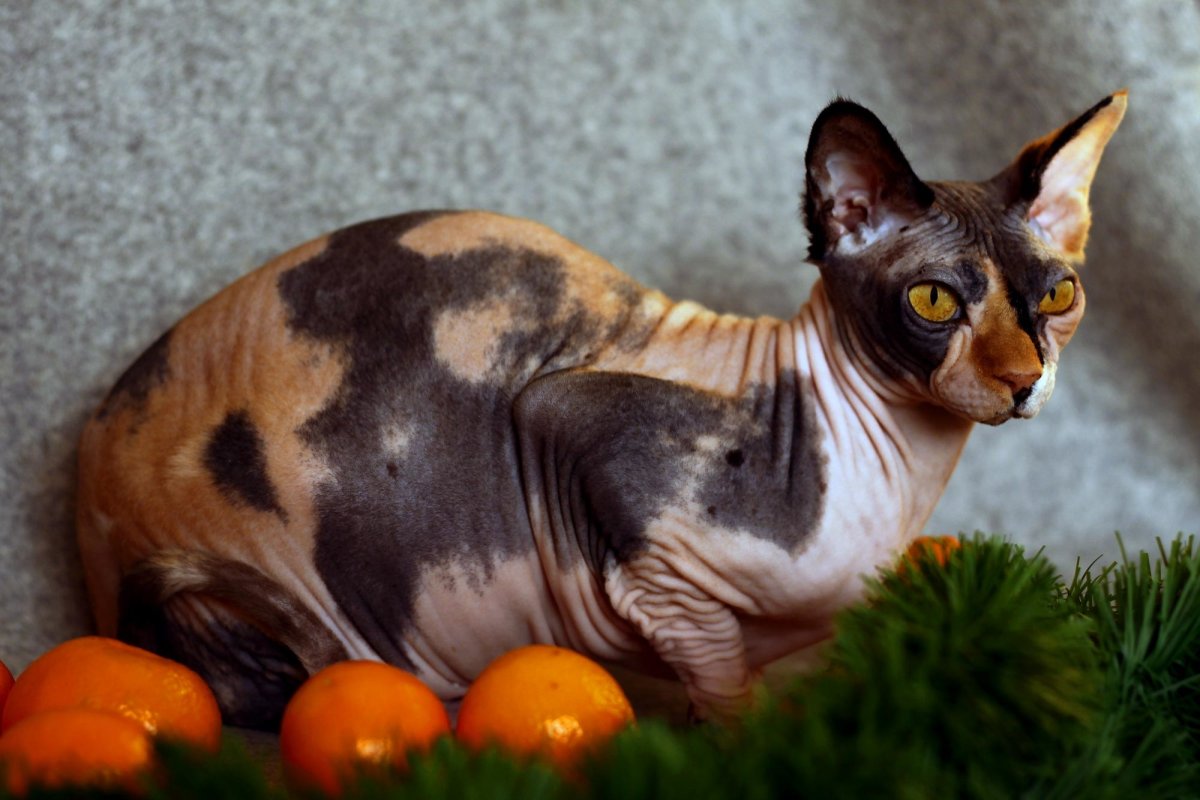 Мандариновая кошка