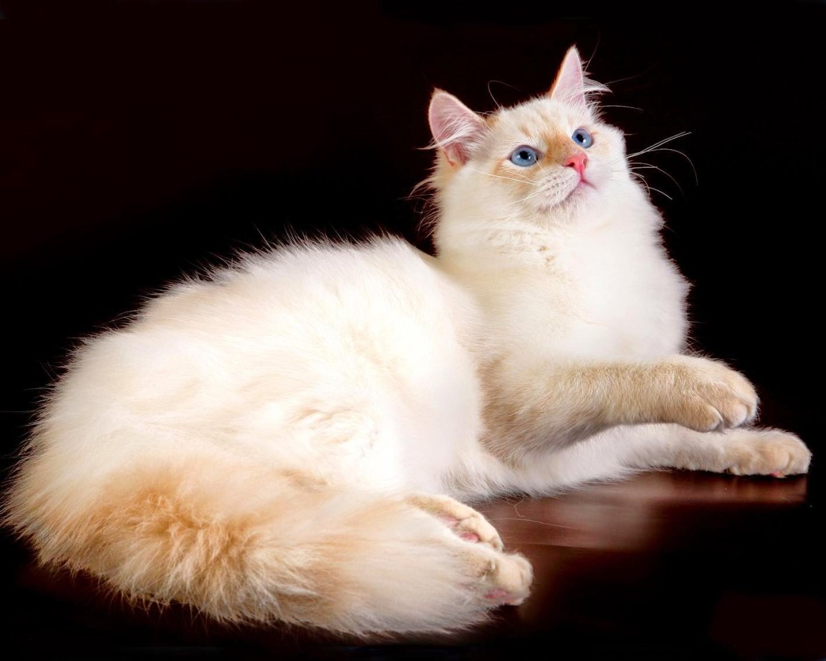 Сибирская ангора кошка белый кот. Невская маскарадная ред Пойнт. Невская маскарадная кошка белая. Сибирская ангорская кошка белая. Порода кошек белые с рыжими ушами