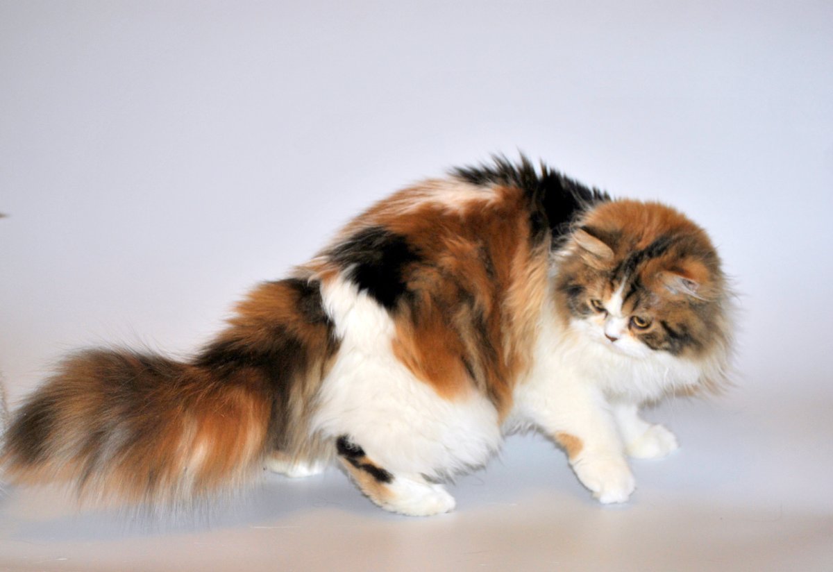 Сибирская рыжая кошка