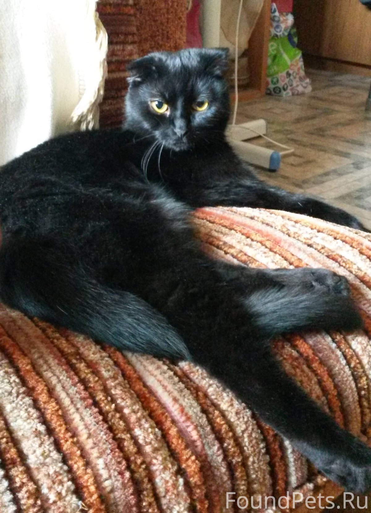Черная вислоухая кошка