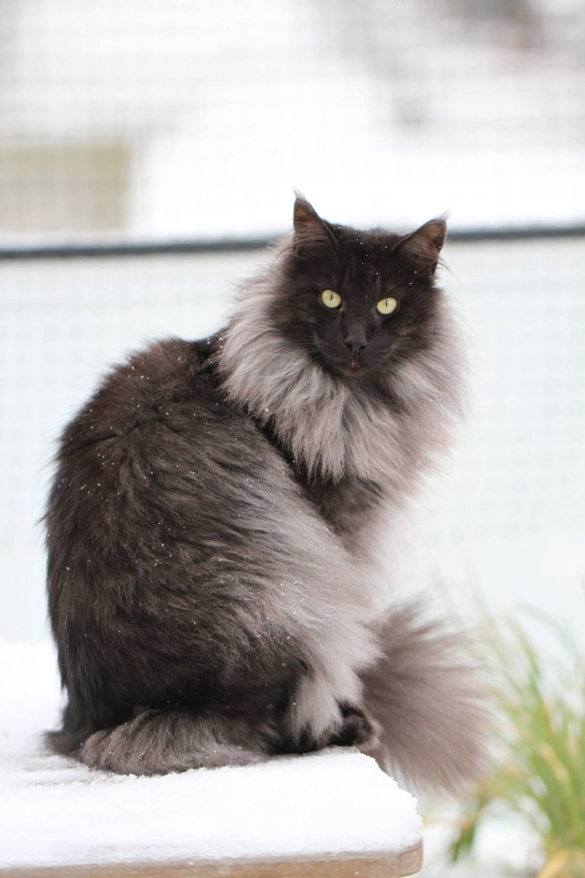 Черно белая сибирская кошка