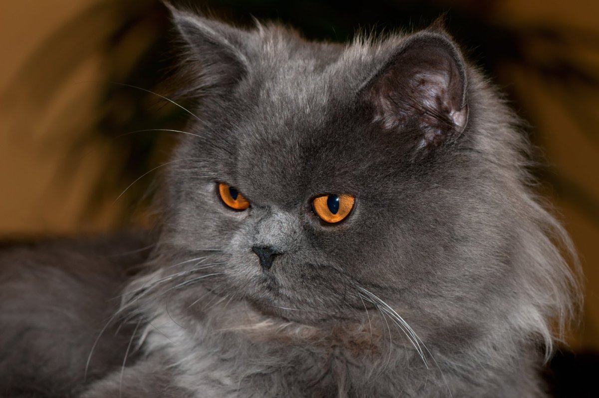 Серая персидская кошка - 65 фото