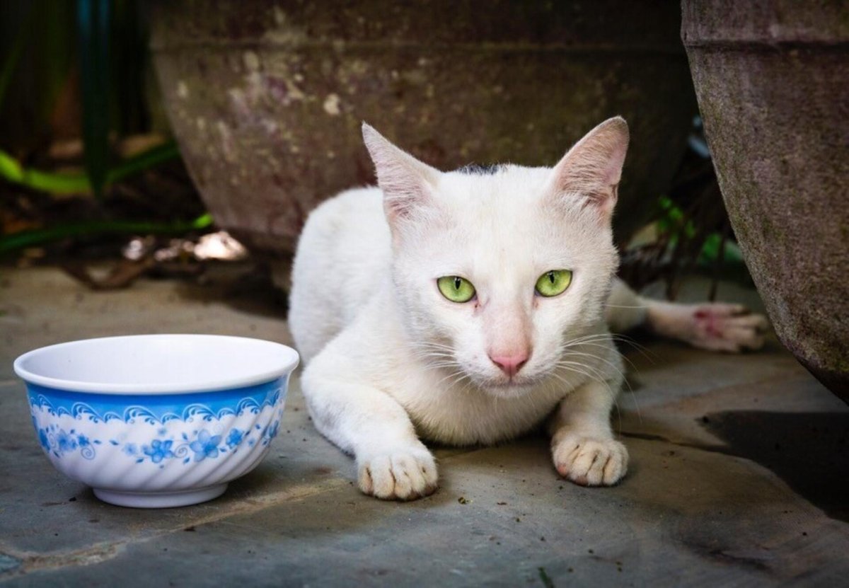 Вьетнамская кошка