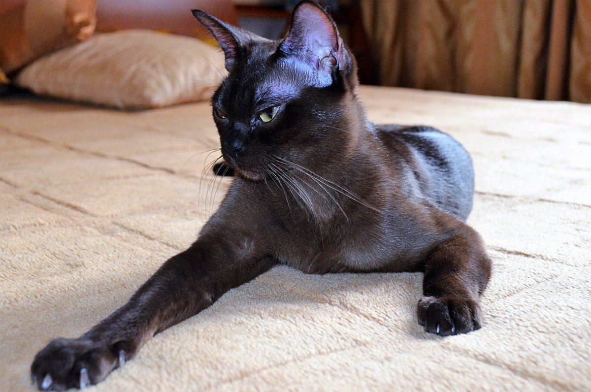 Черная бурманская кошка