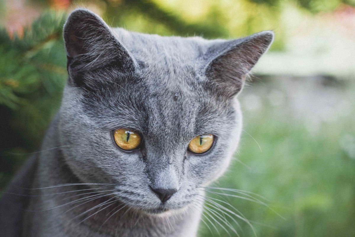 Породы серого цвета кошек - 63 фото