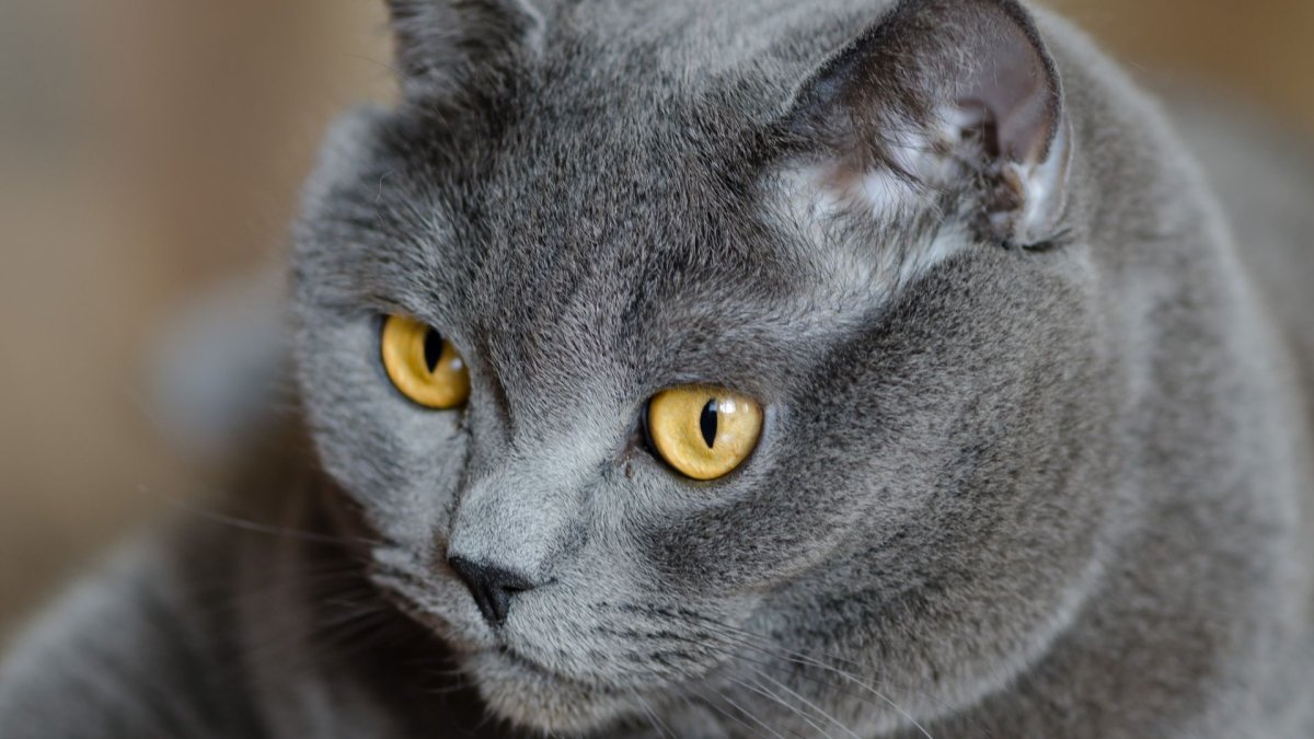 Породы серого цвета кошек - 63 фото