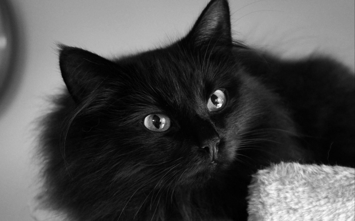 Черная длинношерстная кошка