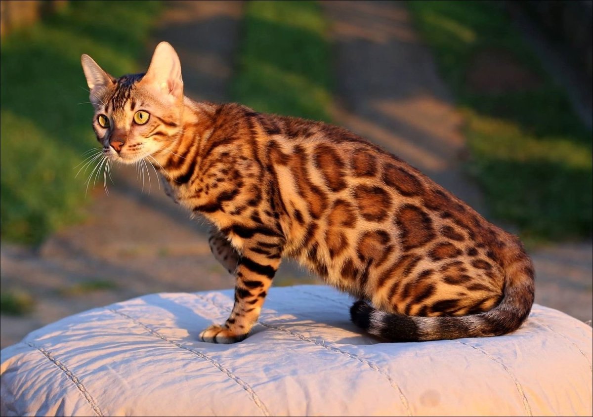 Кошка с окрасом леопарда