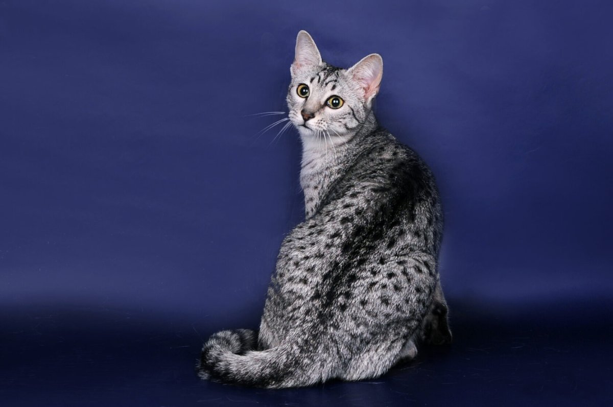 Египетская порода кошек мау