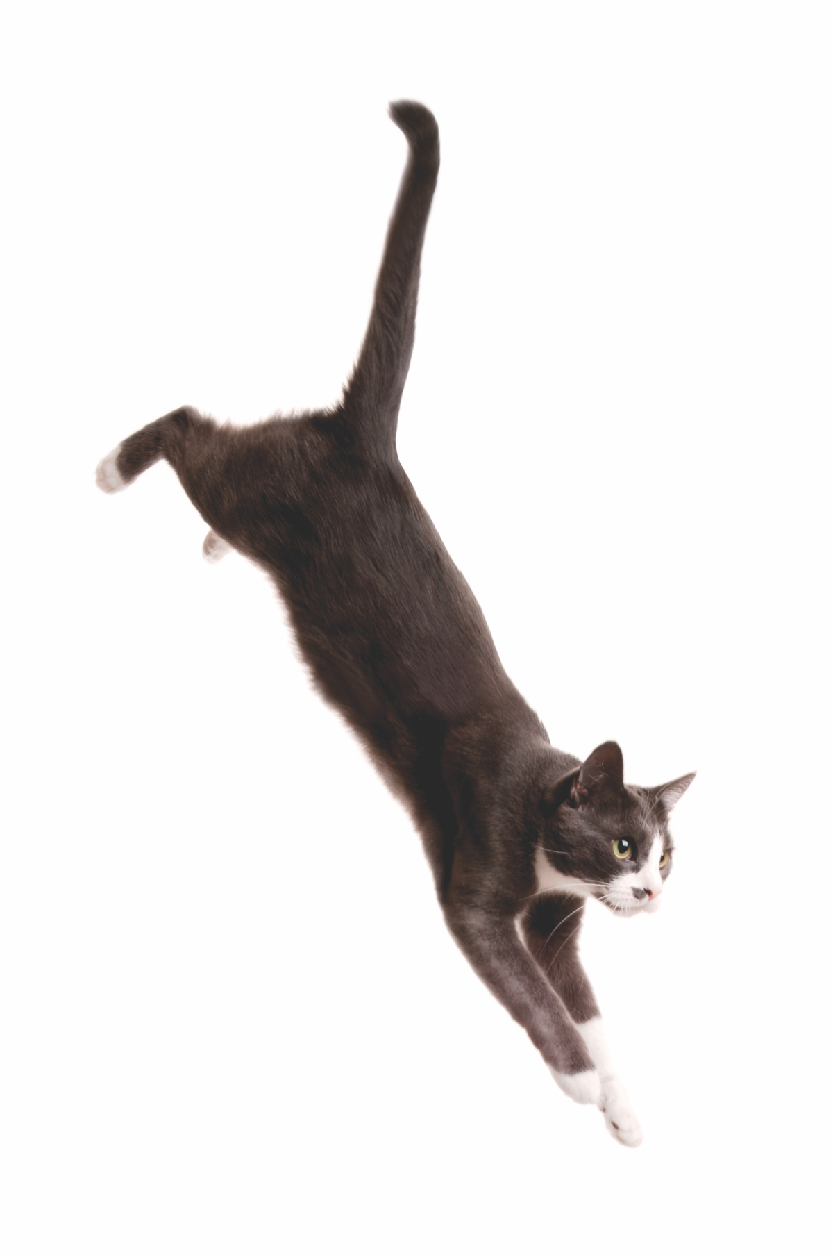 Кошка прыгающая