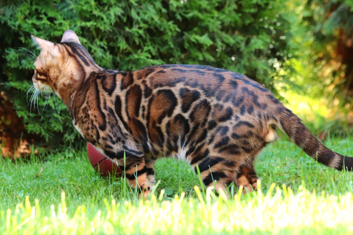 Взрослая бенгальская кошка