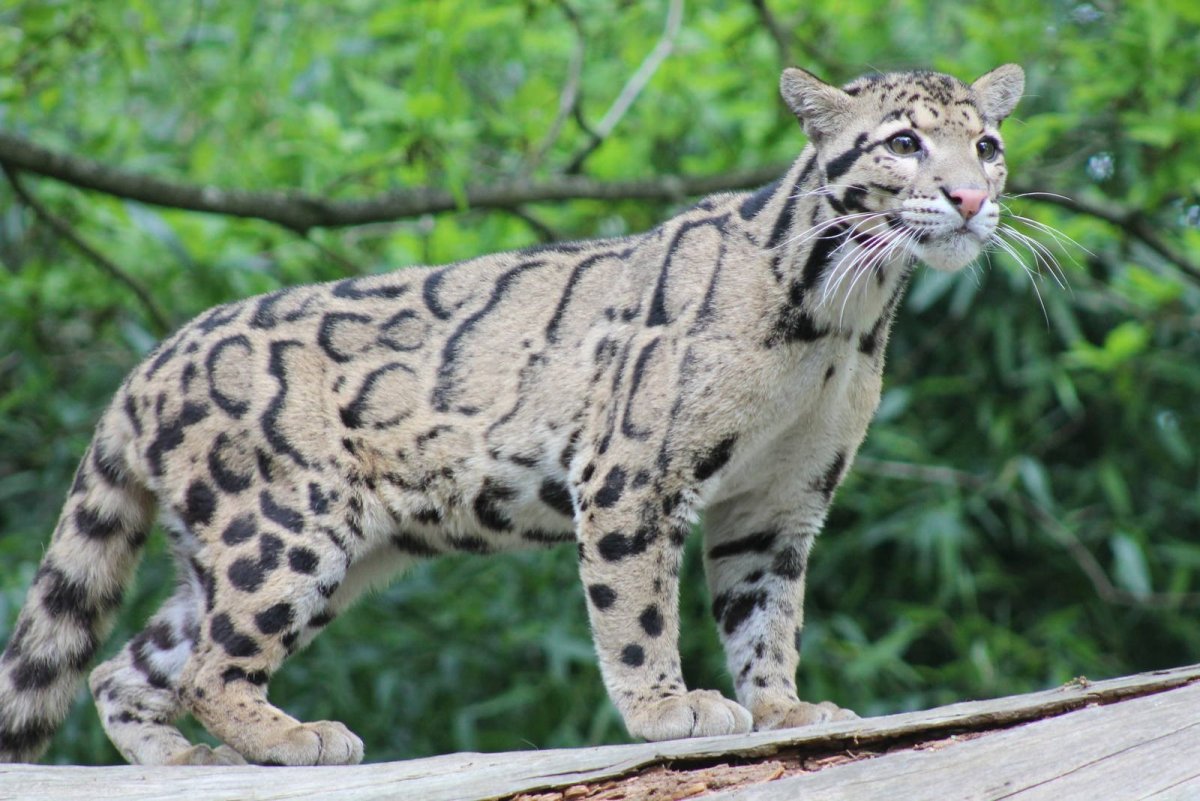 Дымчатый леопард (Neofelis nebulosa),. Тайваньский дымчатый леопард. Дымчатый леопард Panthera nebulosa. Формозанский дымчатый леопард. Дикие кошки картинки