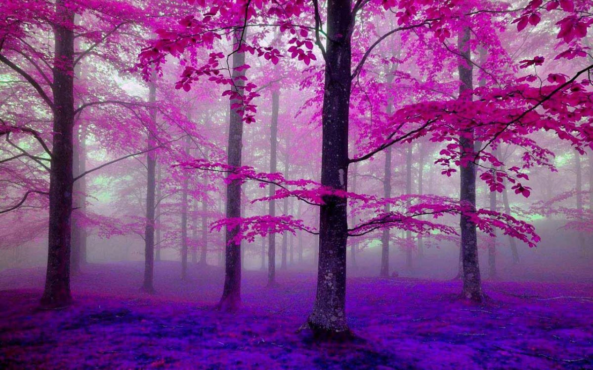 Фиолетовый лес фон